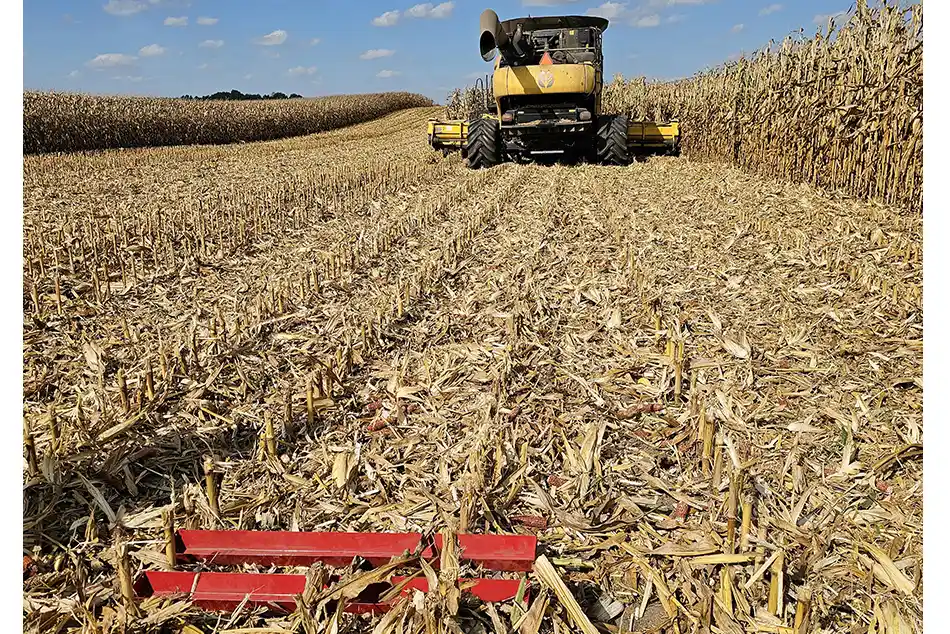 A combine harvesting corn while collecting a grain-loss sample.