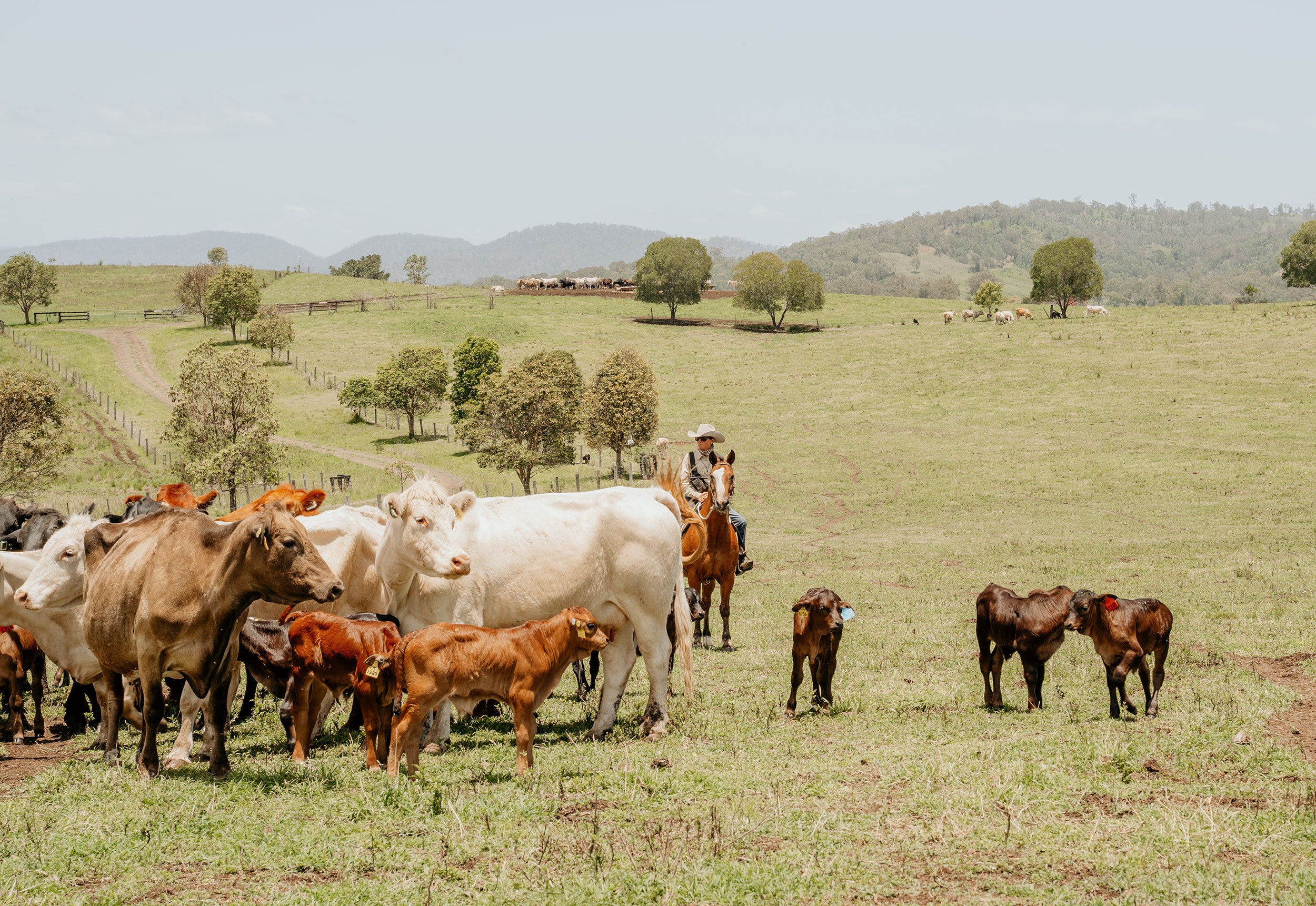 Cattle grazing in a pasture with a rider on horseback.