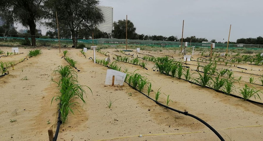 Irrigated crop rows and sensors on a sandy demonstration plot