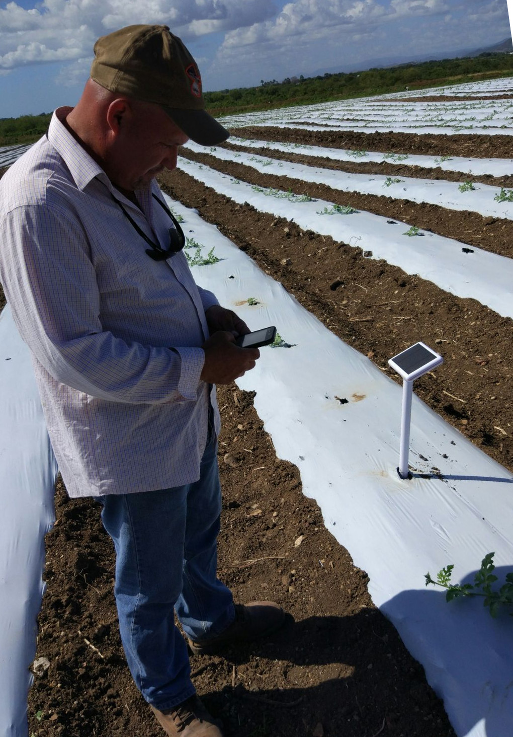 A grower viewing a phone beside a field sensor